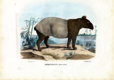 Malayan Tapir, 1863-79 by Raimundo Petraroja
